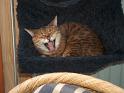 Flop en Spook  Sjamaan katten  _07-06-17_19